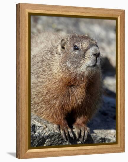 Yellow-Bellied Marmot (Marmota Flaviventris), Shoshone Nat'l Forest, Wyoming, USA-James Hager-Framed Premier Image Canvas