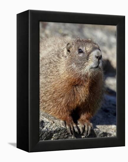 Yellow-Bellied Marmot (Marmota Flaviventris), Shoshone Nat'l Forest, Wyoming, USA-James Hager-Framed Premier Image Canvas