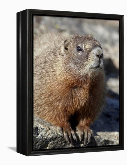 Yellow-Bellied Marmot (Marmota Flaviventris), Shoshone Nat'l Forest, Wyoming, USA-James Hager-Framed Premier Image Canvas