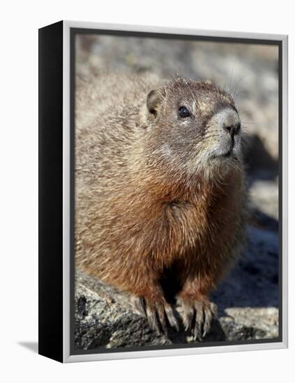 Yellow-Bellied Marmot (Marmota Flaviventris), Shoshone Nat'l Forest, Wyoming, USA-James Hager-Framed Premier Image Canvas