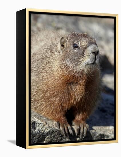 Yellow-Bellied Marmot (Marmota Flaviventris), Shoshone Nat'l Forest, Wyoming, USA-James Hager-Framed Premier Image Canvas