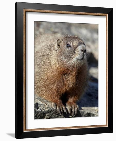 Yellow-Bellied Marmot (Marmota Flaviventris), Shoshone Nat'l Forest, Wyoming, USA-James Hager-Framed Photographic Print