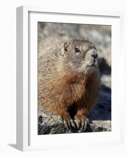 Yellow-Bellied Marmot (Marmota Flaviventris), Shoshone Nat'l Forest, Wyoming, USA-James Hager-Framed Photographic Print