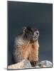 Yellow-bellied marmot, Mount Evans Wilderness, Colorado-Maresa Pryor-Luzier-Mounted Photographic Print