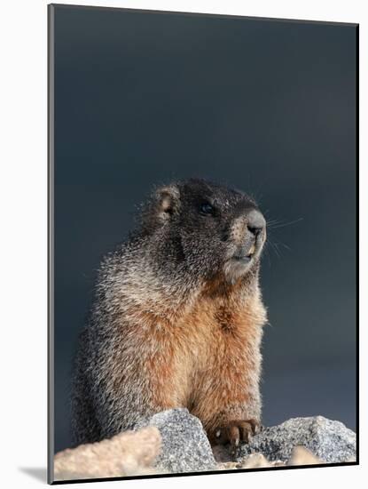 Yellow-bellied marmot, Mount Evans Wilderness, Colorado-Maresa Pryor-Luzier-Mounted Photographic Print