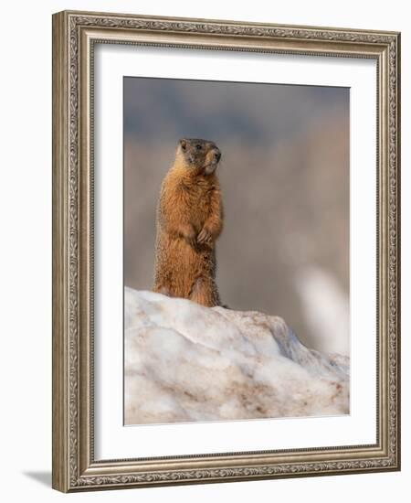 Yellow-bellied marmot, Mount Evans Wilderness, Colorado-Maresa Pryor-Luzier-Framed Photographic Print