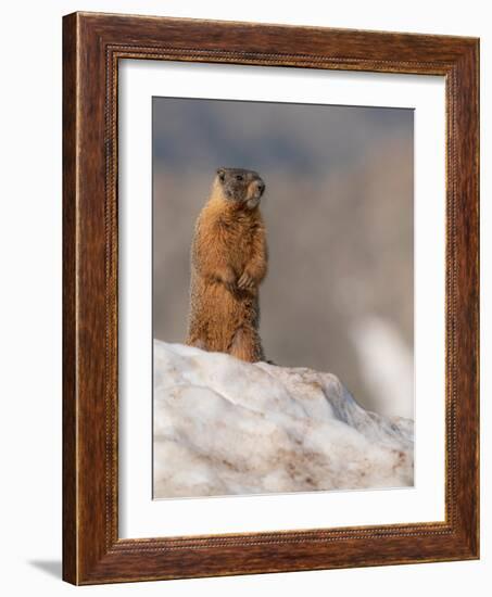 Yellow-bellied marmot, Mount Evans Wilderness, Colorado-Maresa Pryor-Luzier-Framed Photographic Print