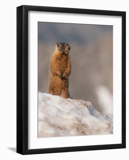 Yellow-bellied marmot, Mount Evans Wilderness, Colorado-Maresa Pryor-Luzier-Framed Photographic Print