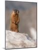 Yellow-bellied marmot, Mount Evans Wilderness, Colorado-Maresa Pryor-Luzier-Mounted Photographic Print