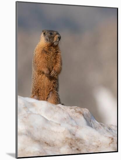 Yellow-bellied marmot, Mount Evans Wilderness, Colorado-Maresa Pryor-Luzier-Mounted Photographic Print