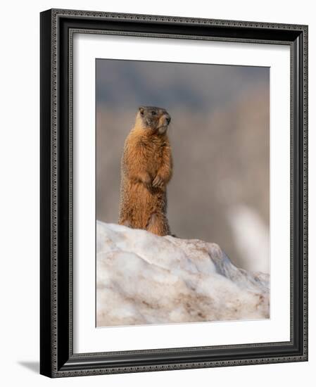 Yellow-bellied marmot, Mount Evans Wilderness, Colorado-Maresa Pryor-Luzier-Framed Photographic Print