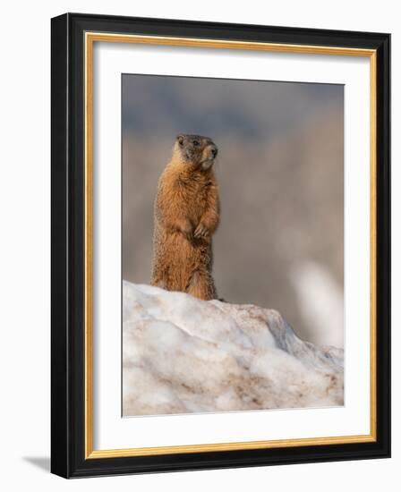 Yellow-bellied marmot, Mount Evans Wilderness, Colorado-Maresa Pryor-Luzier-Framed Photographic Print