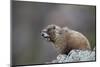 Yellow-bellied marmot (yellowbelly marmot) (Marmota flaviventris) calling, San Juan National Forest-James Hager-Mounted Photographic Print