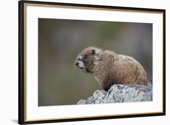 Yellow-bellied marmot (yellowbelly marmot) (Marmota flaviventris), San Juan National Forest, Colora-James Hager-Framed Photographic Print