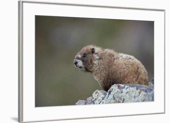 Yellow-bellied marmot (yellowbelly marmot) (Marmota flaviventris), San Juan National Forest, Colora-James Hager-Framed Photographic Print