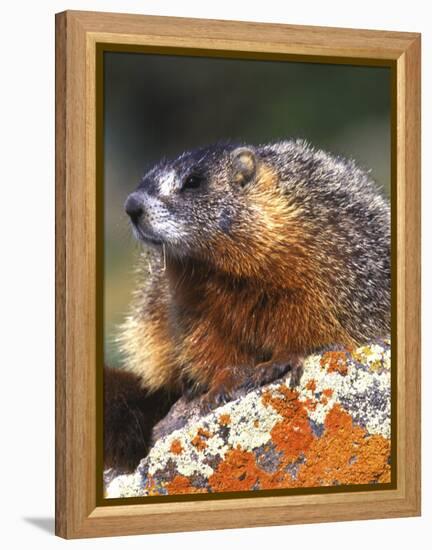 Yellow-bellied Marmot, Yellowstone National Park, Wyoming, USA-Rob Tilley-Framed Premier Image Canvas