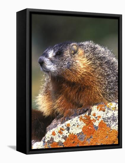 Yellow-bellied Marmot, Yellowstone National Park, Wyoming, USA-Rob Tilley-Framed Premier Image Canvas