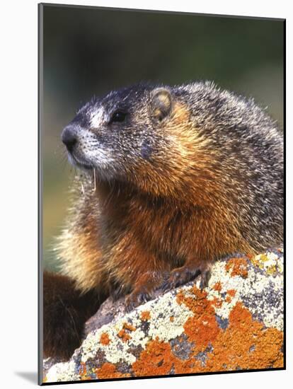 Yellow-bellied Marmot, Yellowstone National Park, Wyoming, USA-Rob Tilley-Mounted Photographic Print