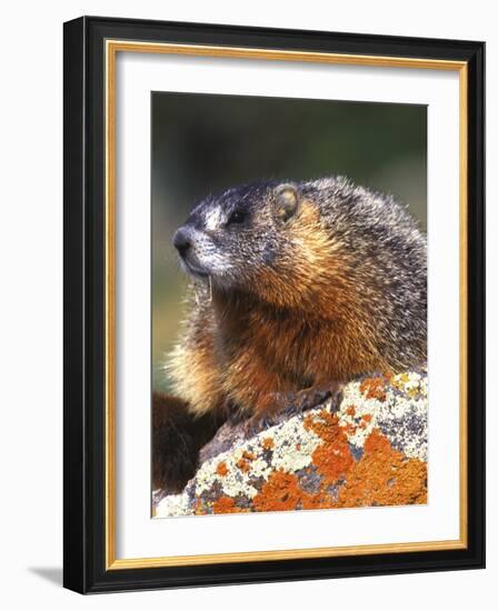 Yellow-bellied Marmot, Yellowstone National Park, Wyoming, USA-Rob Tilley-Framed Photographic Print