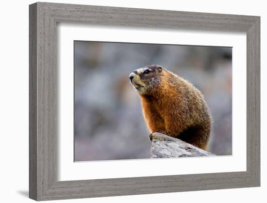 Yellow Bellied Marmot-null-Framed Art Print