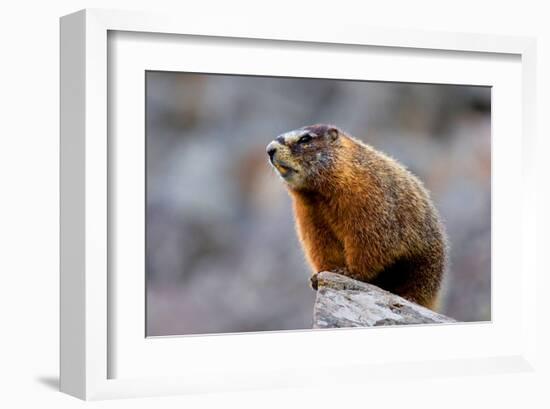 Yellow Bellied Marmot-null-Framed Art Print