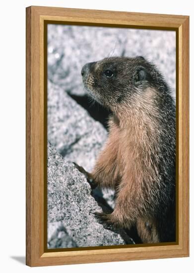 Yellow-Bellied Marmot-George D Lepp-Framed Premier Image Canvas