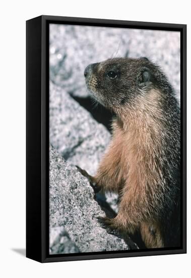 Yellow-Bellied Marmot-George D Lepp-Framed Premier Image Canvas