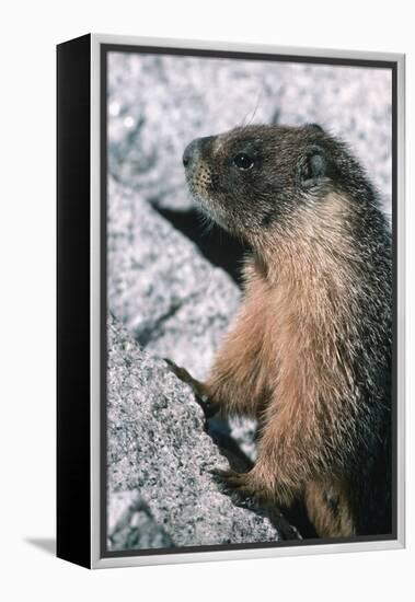 Yellow-Bellied Marmot-George D Lepp-Framed Premier Image Canvas