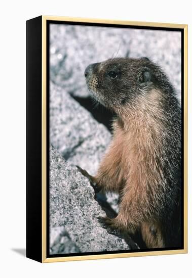 Yellow-Bellied Marmot-George D Lepp-Framed Premier Image Canvas