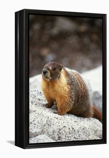 Yellow-Bellied Marmot-Kevin Schafer-Framed Premier Image Canvas