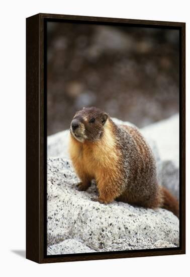 Yellow-Bellied Marmot-Kevin Schafer-Framed Premier Image Canvas