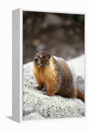 Yellow-Bellied Marmot-Kevin Schafer-Framed Premier Image Canvas