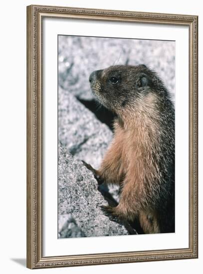 Yellow-Bellied Marmot-George D Lepp-Framed Photographic Print