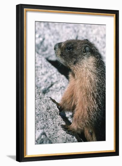 Yellow-Bellied Marmot-George D Lepp-Framed Photographic Print