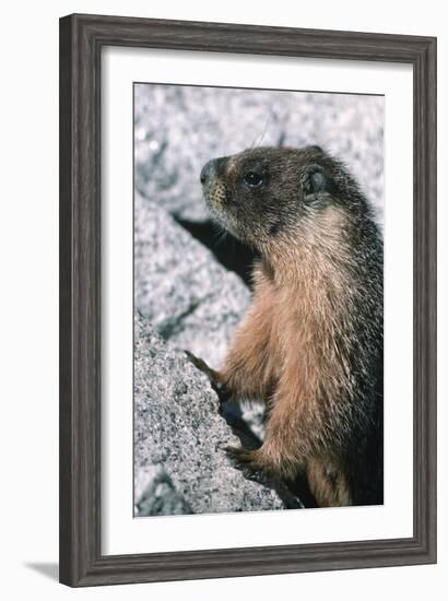 Yellow-Bellied Marmot-George D Lepp-Framed Photographic Print