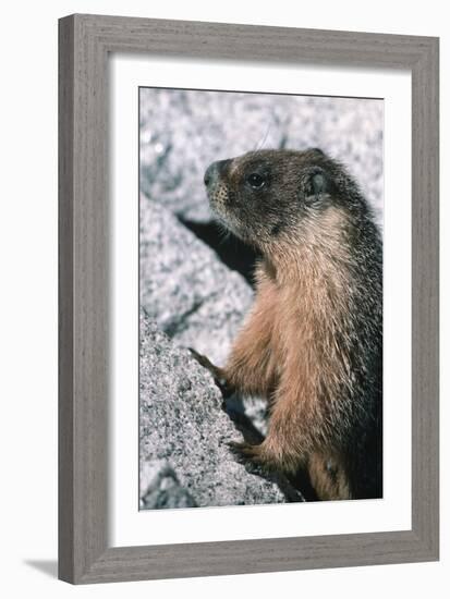 Yellow-Bellied Marmot-George D Lepp-Framed Photographic Print