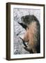 Yellow-Bellied Marmot-George D Lepp-Framed Photographic Print