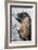 Yellow-Bellied Marmot-George D Lepp-Framed Photographic Print