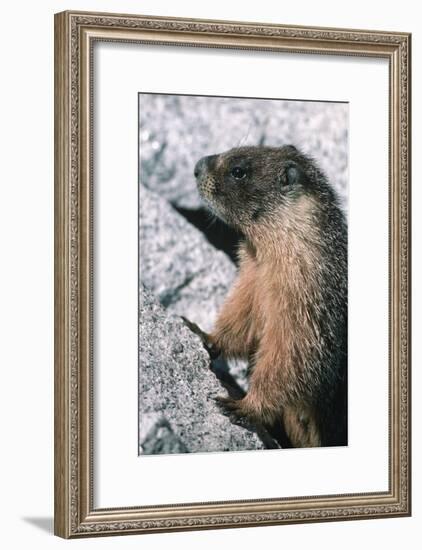 Yellow-Bellied Marmot-George D Lepp-Framed Photographic Print