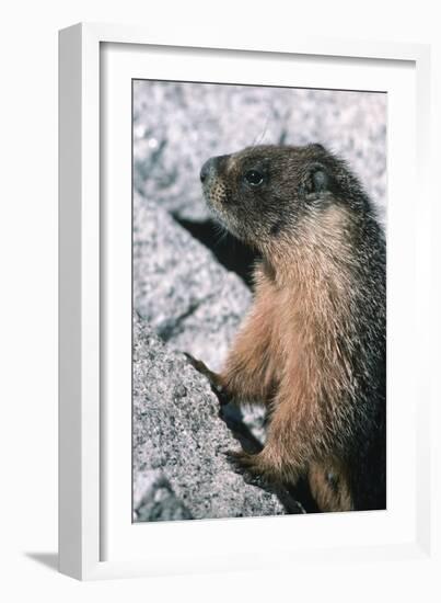 Yellow-Bellied Marmot-George D Lepp-Framed Photographic Print