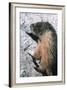 Yellow-Bellied Marmot-George D Lepp-Framed Photographic Print