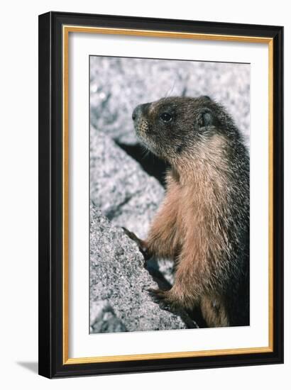 Yellow-Bellied Marmot-George D Lepp-Framed Photographic Print