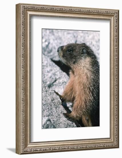 Yellow-Bellied Marmot-George D Lepp-Framed Photographic Print