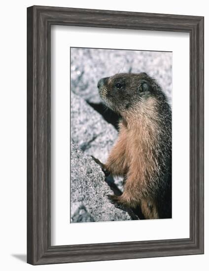 Yellow-Bellied Marmot-George D Lepp-Framed Photographic Print