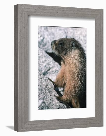 Yellow-Bellied Marmot-George D Lepp-Framed Photographic Print