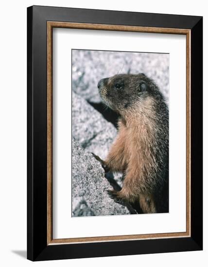 Yellow-Bellied Marmot-George D Lepp-Framed Photographic Print