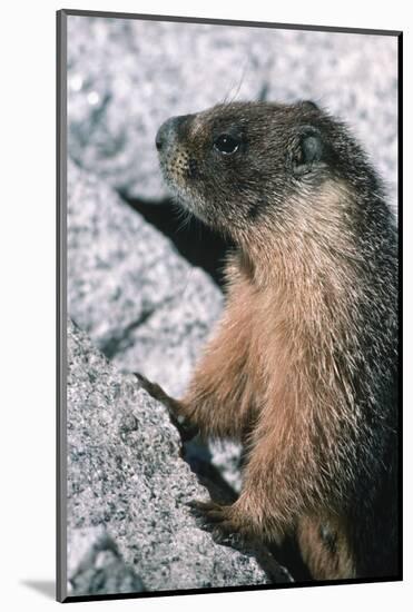 Yellow-Bellied Marmot-George D Lepp-Mounted Photographic Print