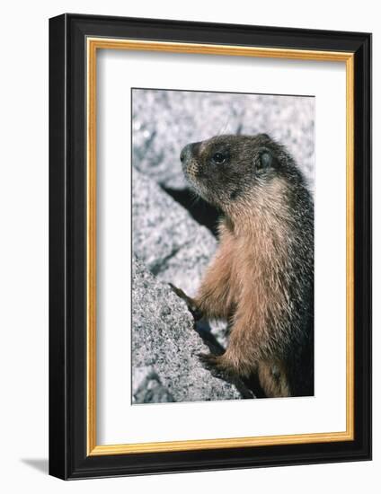 Yellow-Bellied Marmot-George D Lepp-Framed Photographic Print