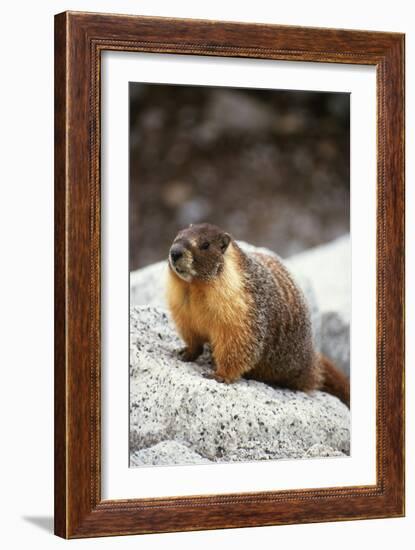 Yellow-Bellied Marmot-Kevin Schafer-Framed Photographic Print