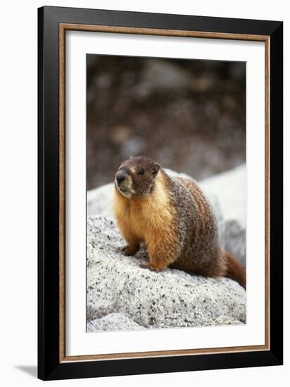 Yellow-Bellied Marmot-Kevin Schafer-Framed Photographic Print